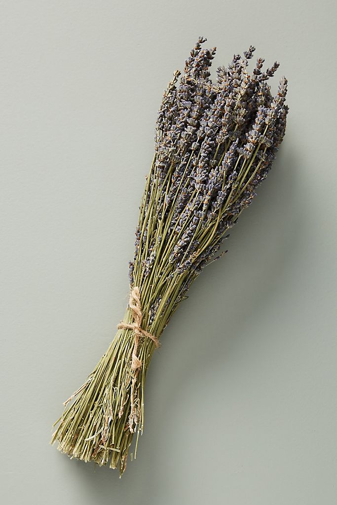 Fragrant Lavender