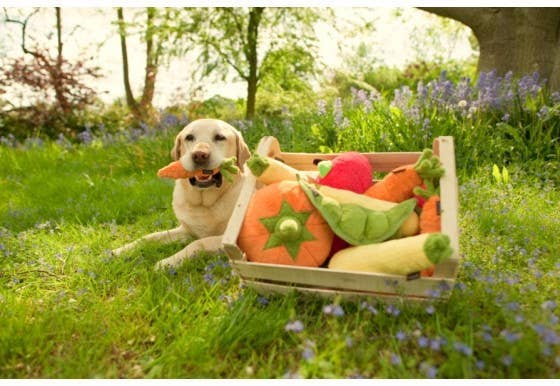 Garden Fresh Carrot - Dog Toy