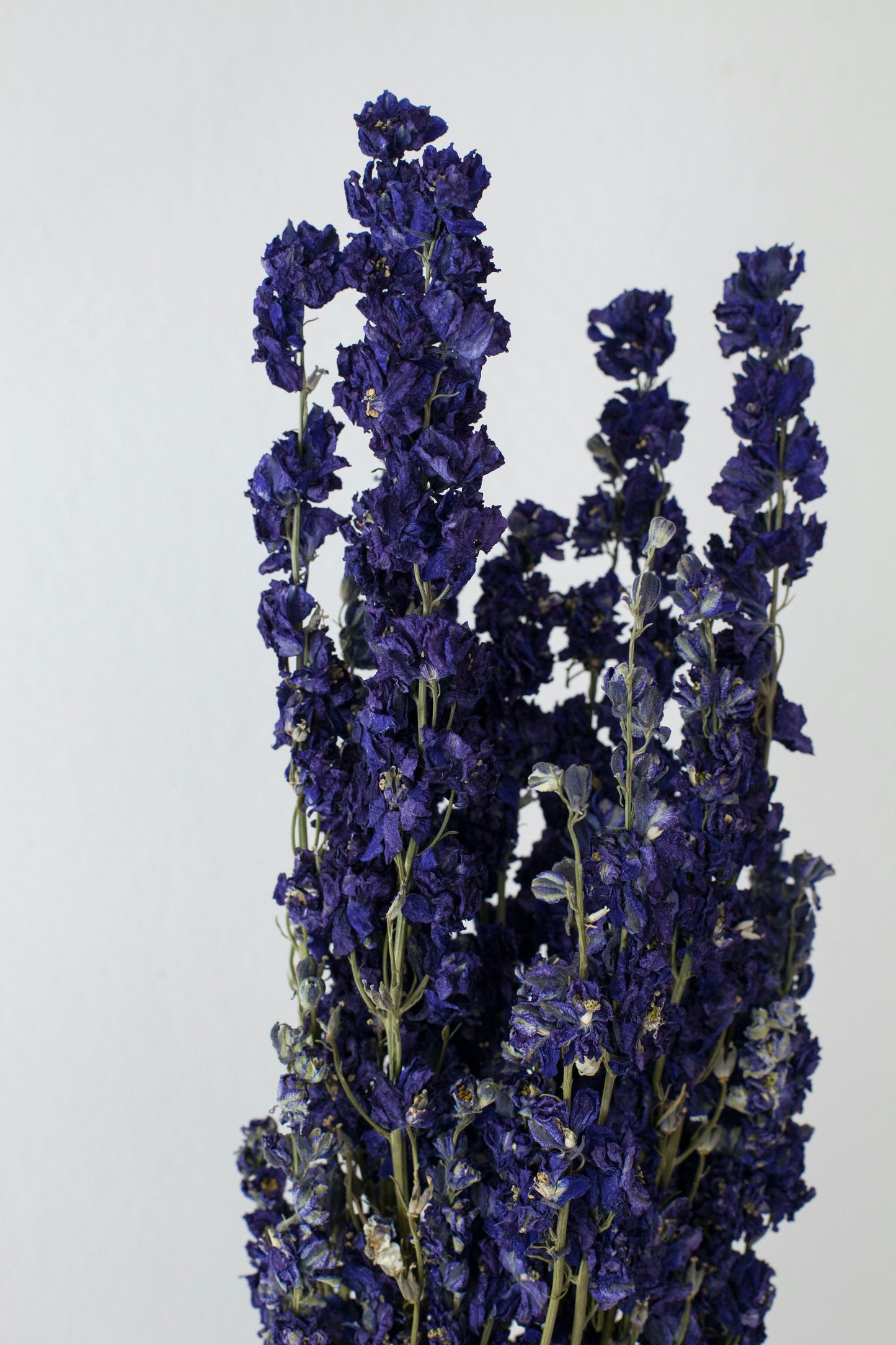 Blue Delphinium