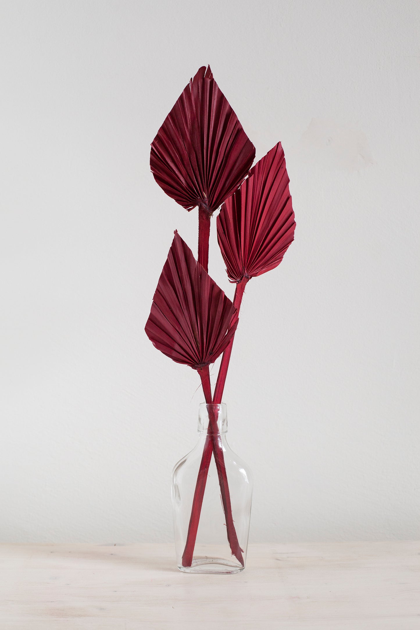 Lanzenpalme