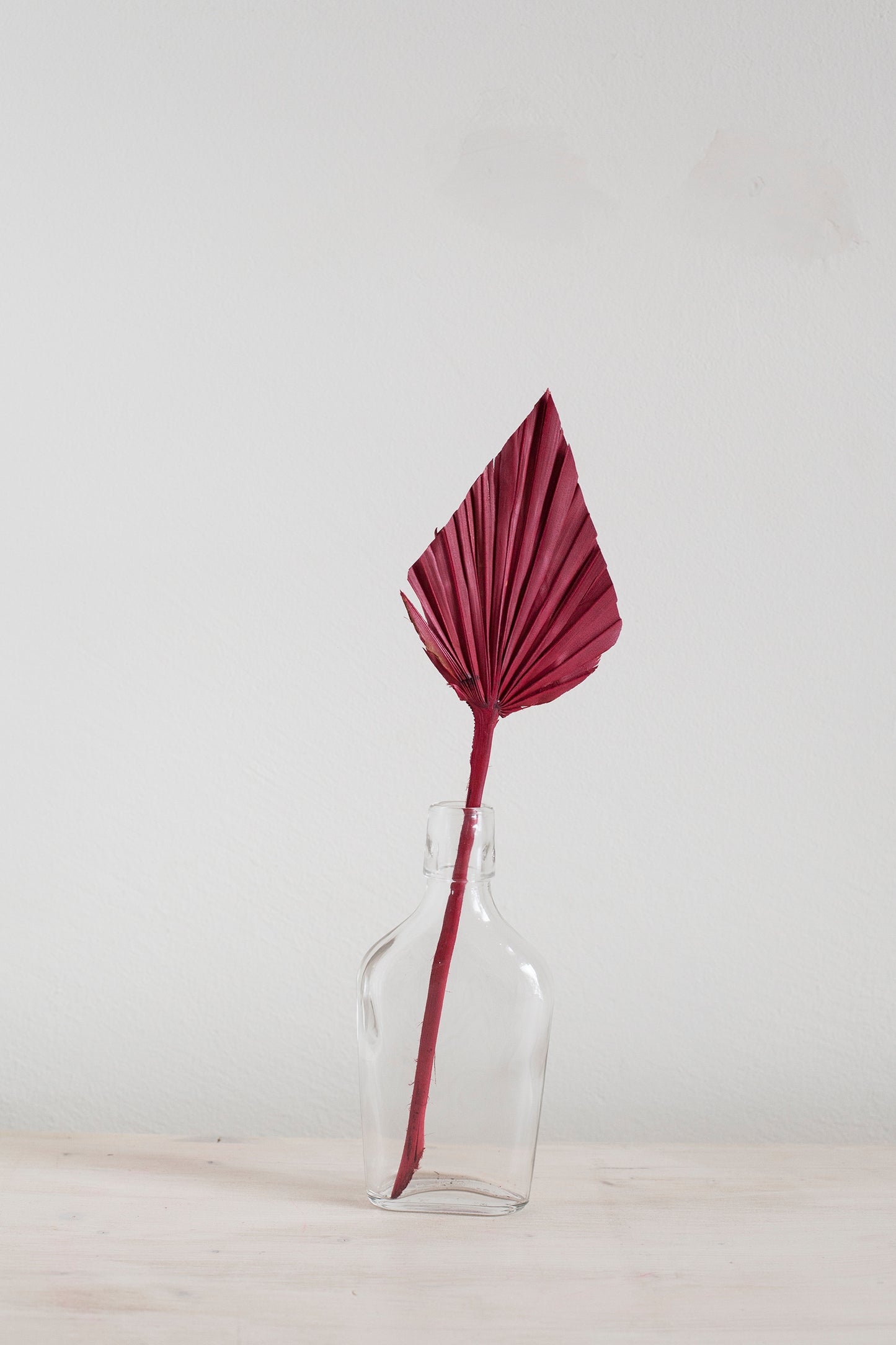 Lanzenpalme