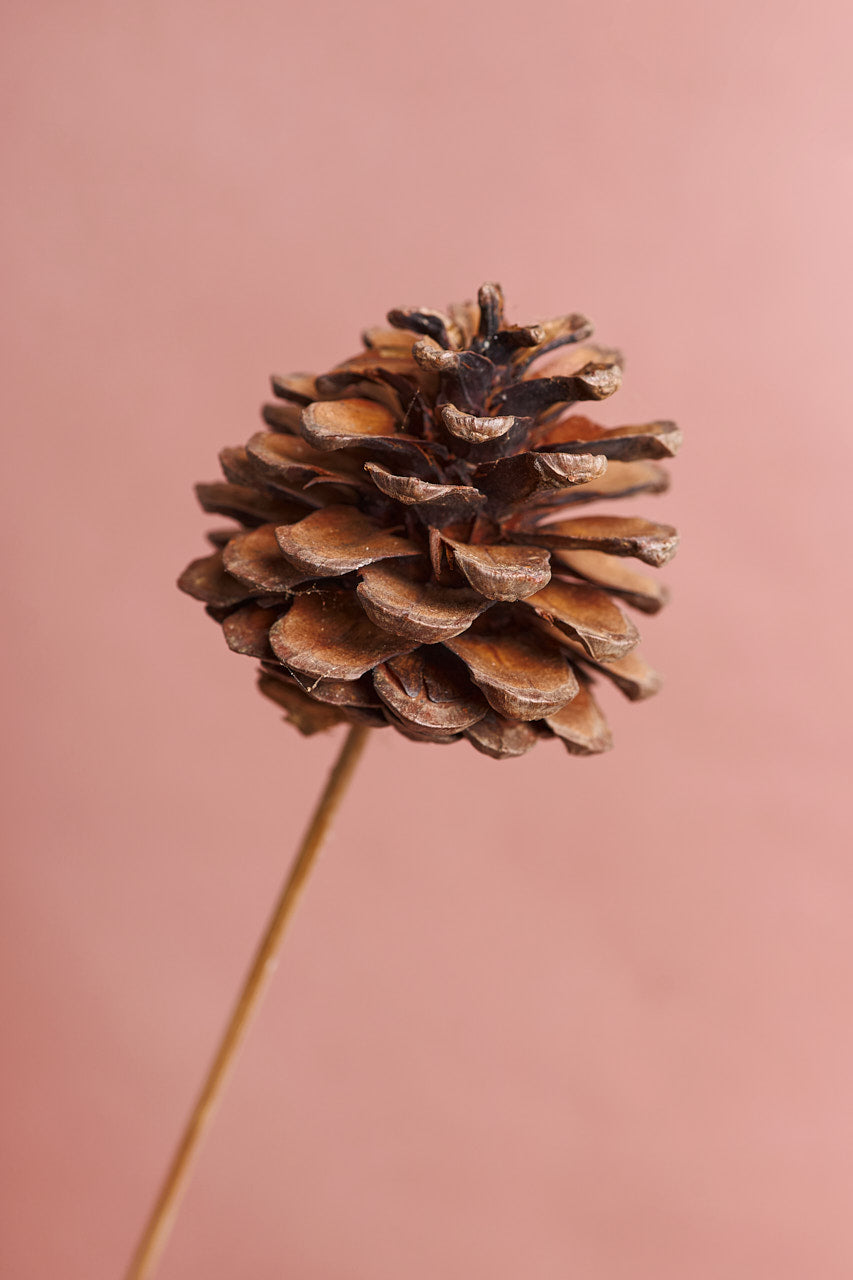 Pine Cone Stick