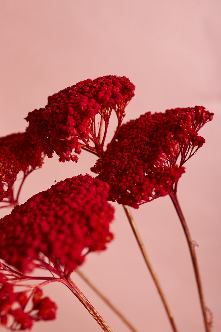 Achillea Parker - Red