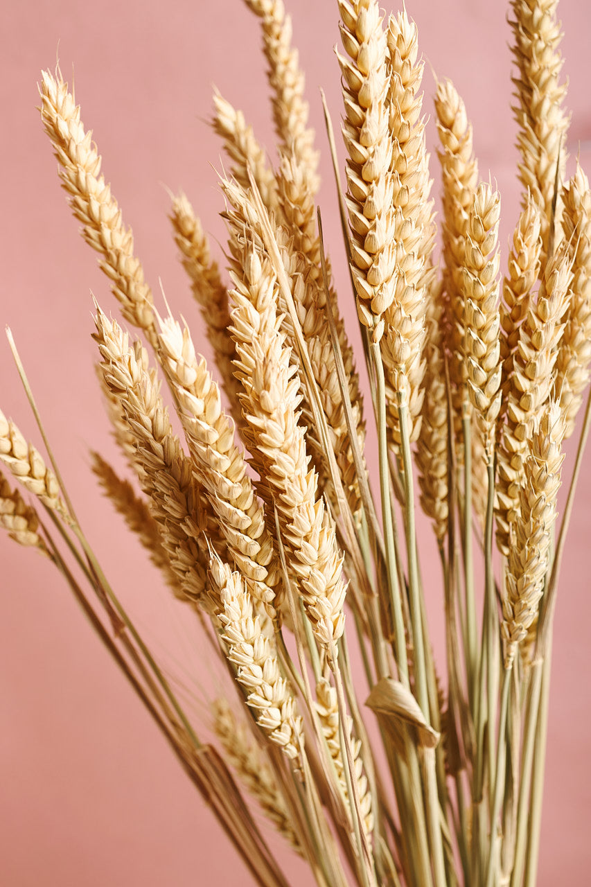 Dried Wheat Bundle
