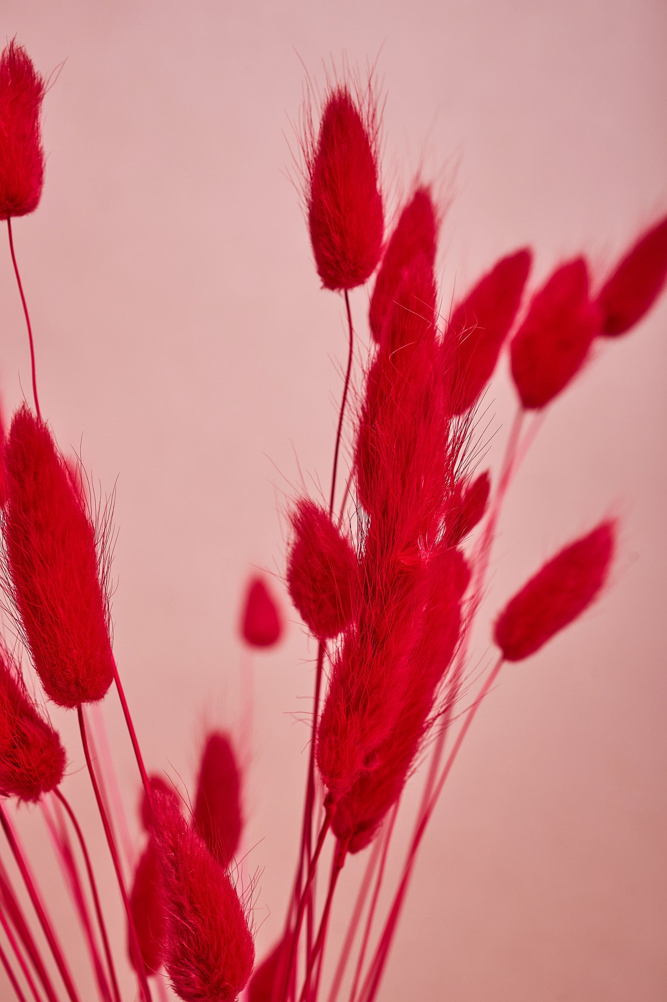 Colored Bunny Tails