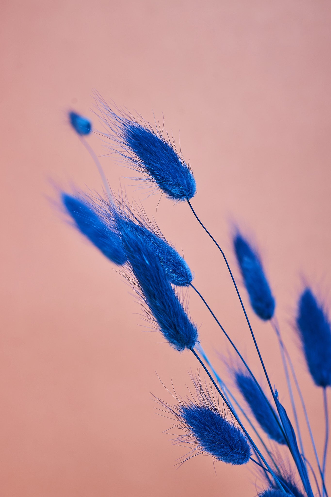 Colored Bunny Tails