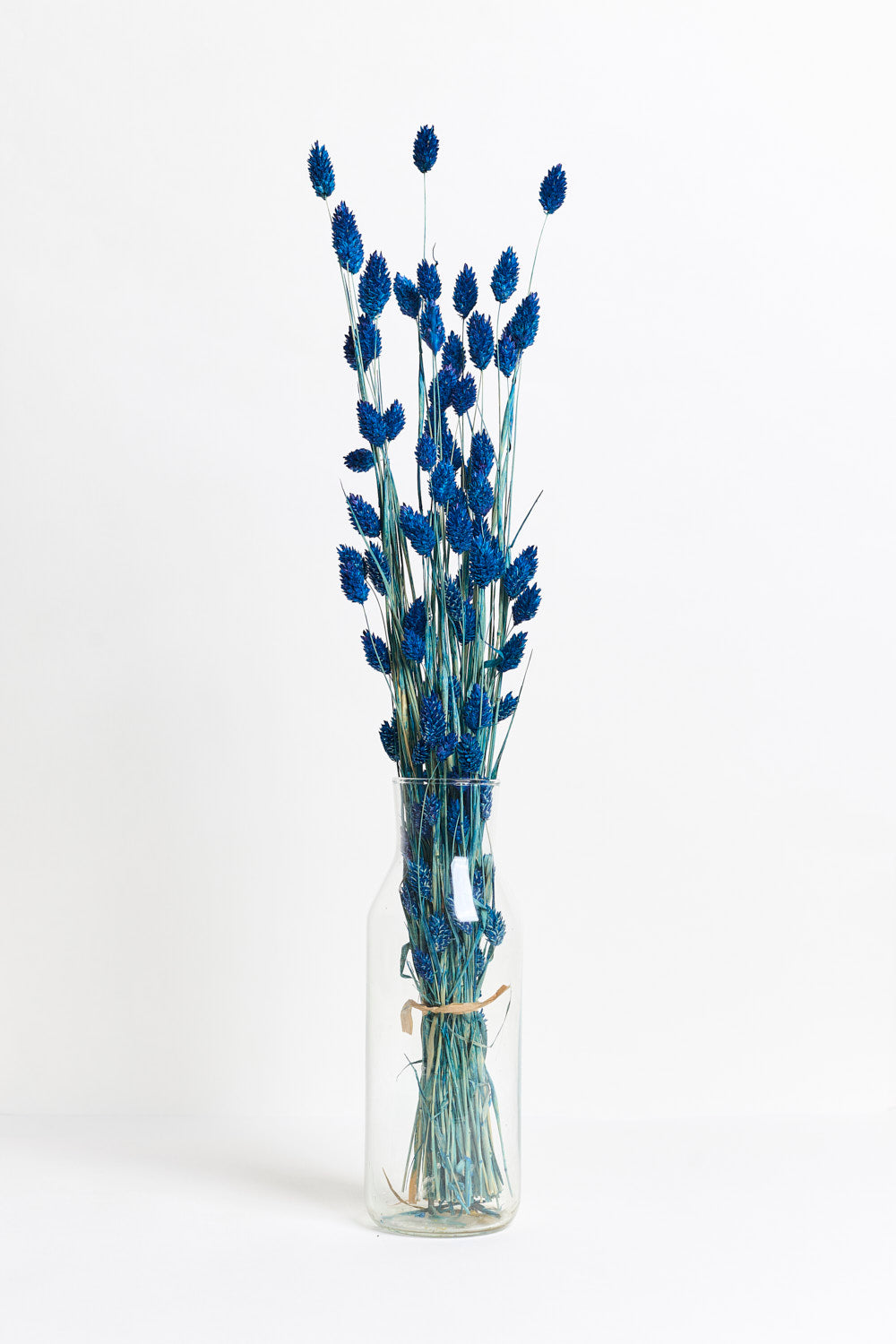 Blaue Phalaris