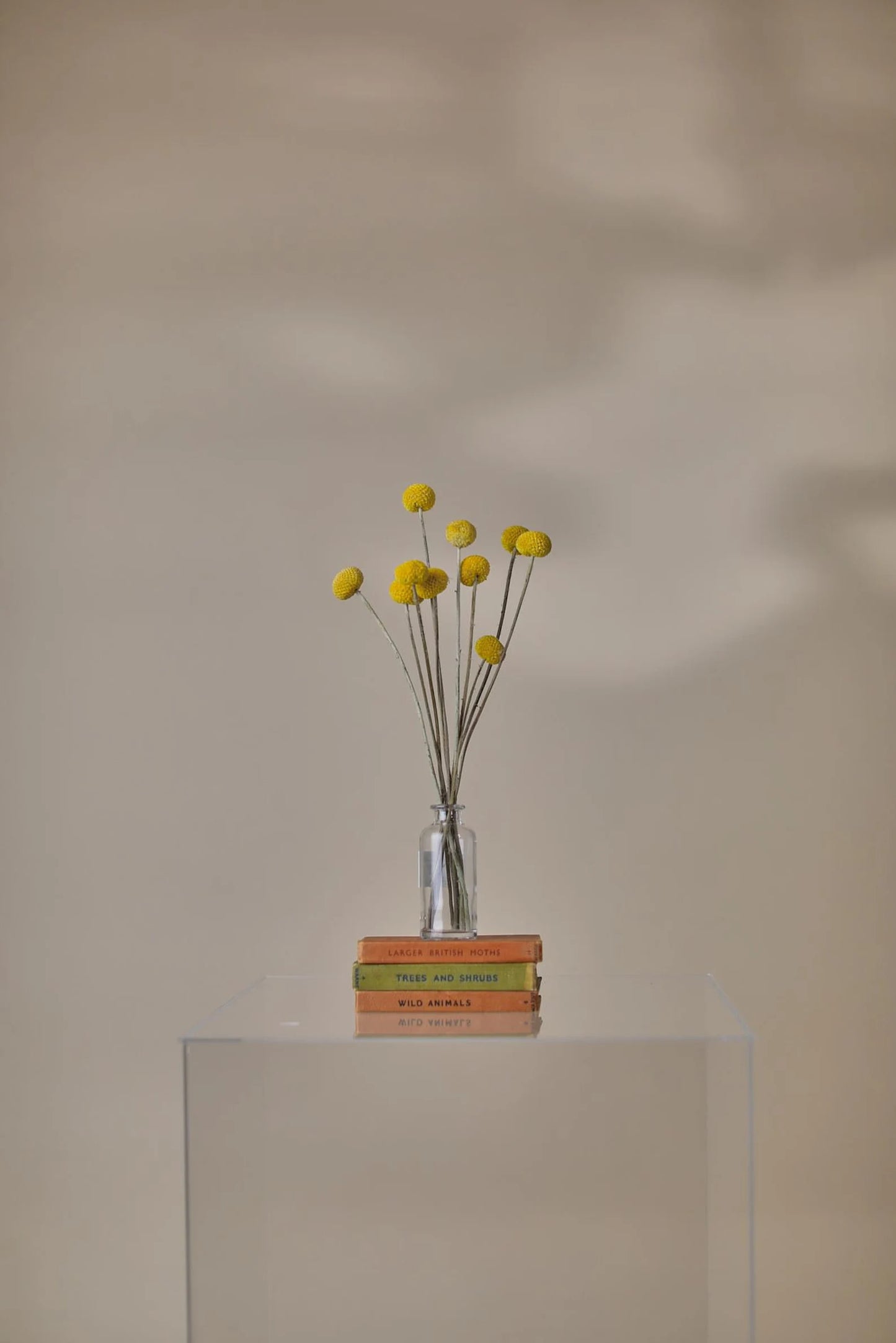 Billy Button - Yellow