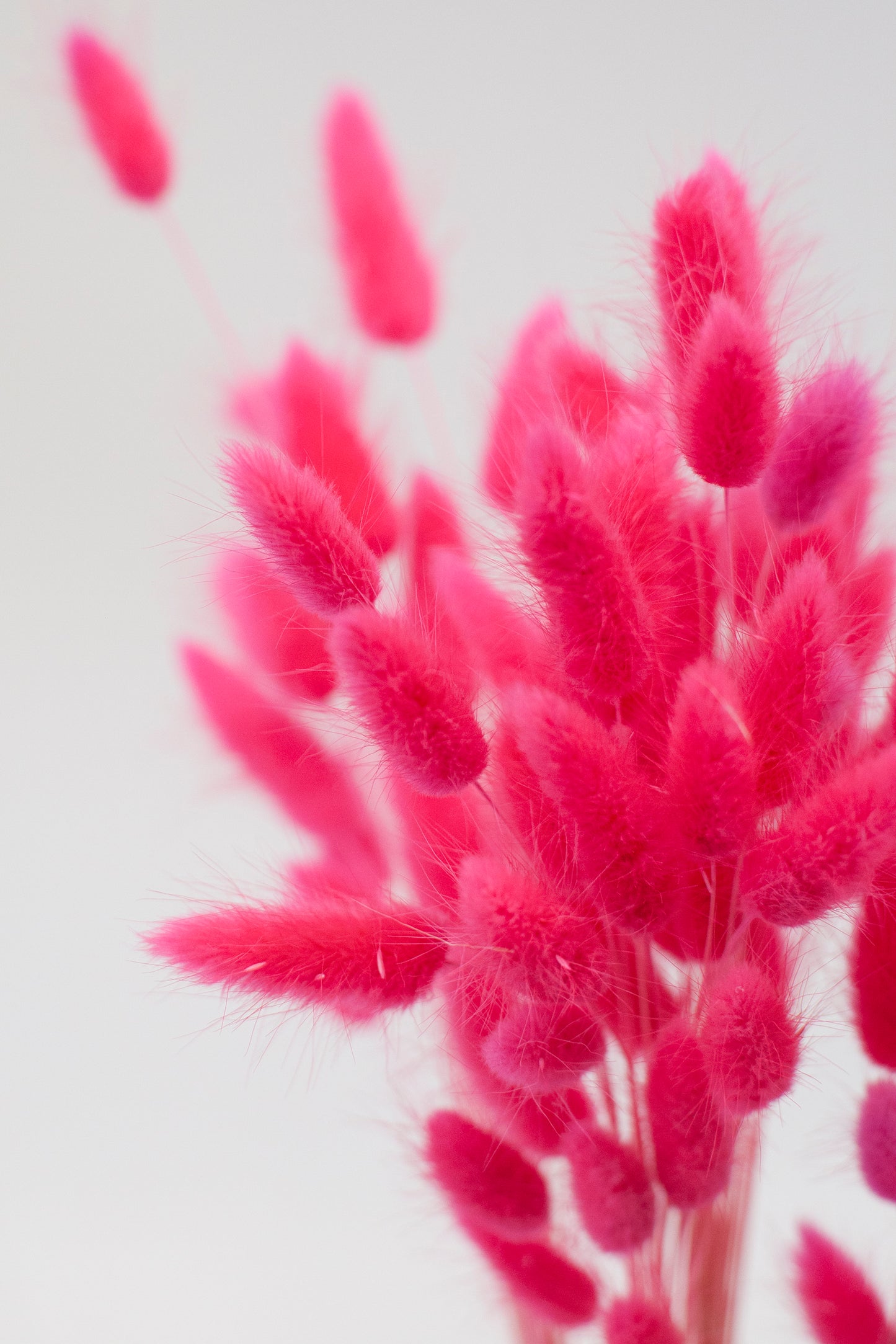 Colored Bunny Tails