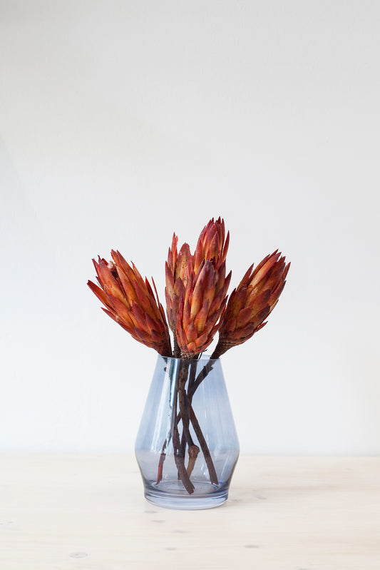 Fire Red Protea