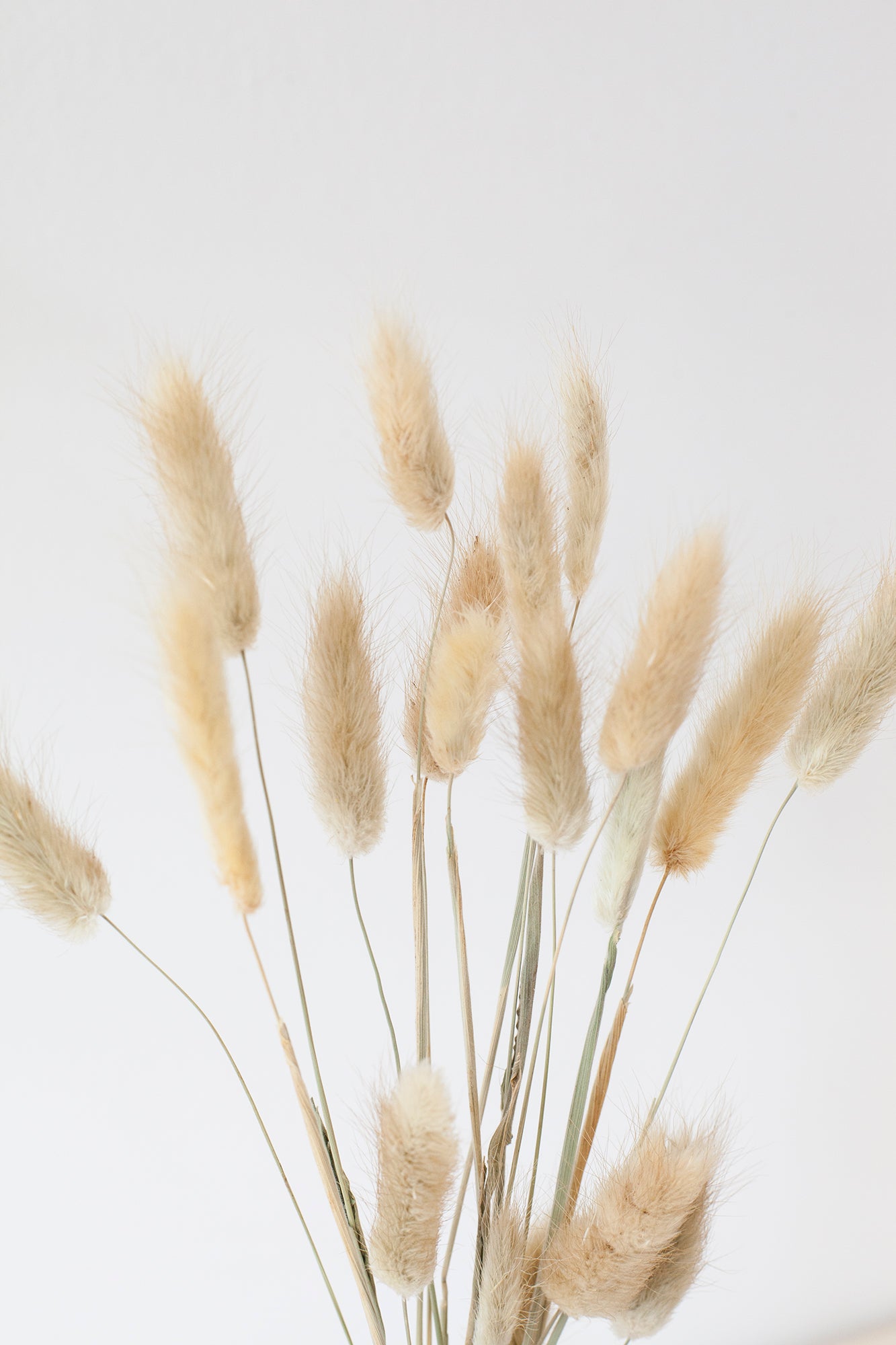 Colored Bunny Tails