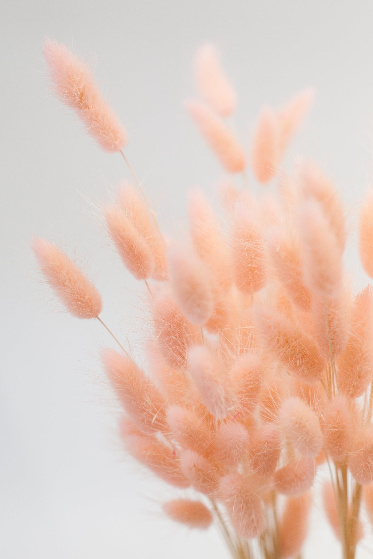Colored Bunny Tails