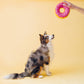 Strawberry Sprinkle Donut Dog Toy