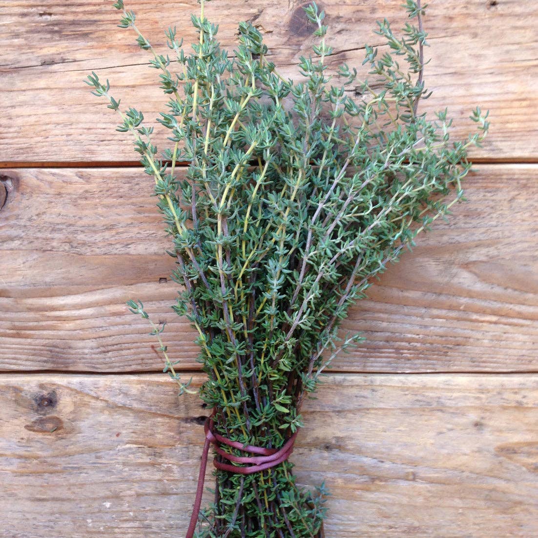 Thyme De Provence