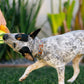 Barking Brunch Avo-doggo Toast Squeaky Toy