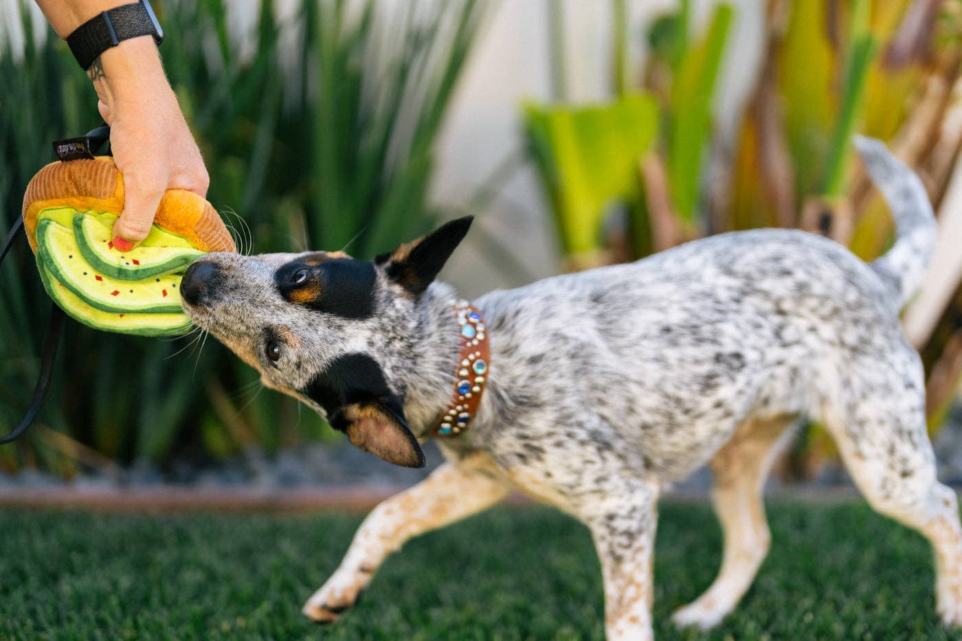 Barking Brunch Avo-doggo Toast Squeaky Toy