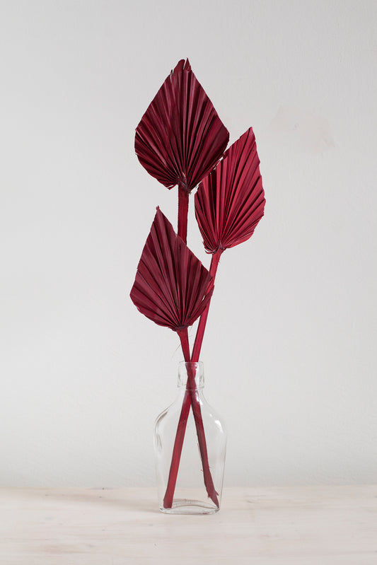 Red Spear Palm