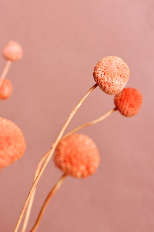 Billy Button - Orange