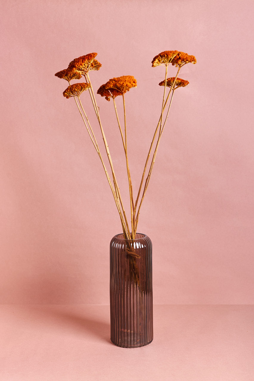 Achillea Parker - Orange