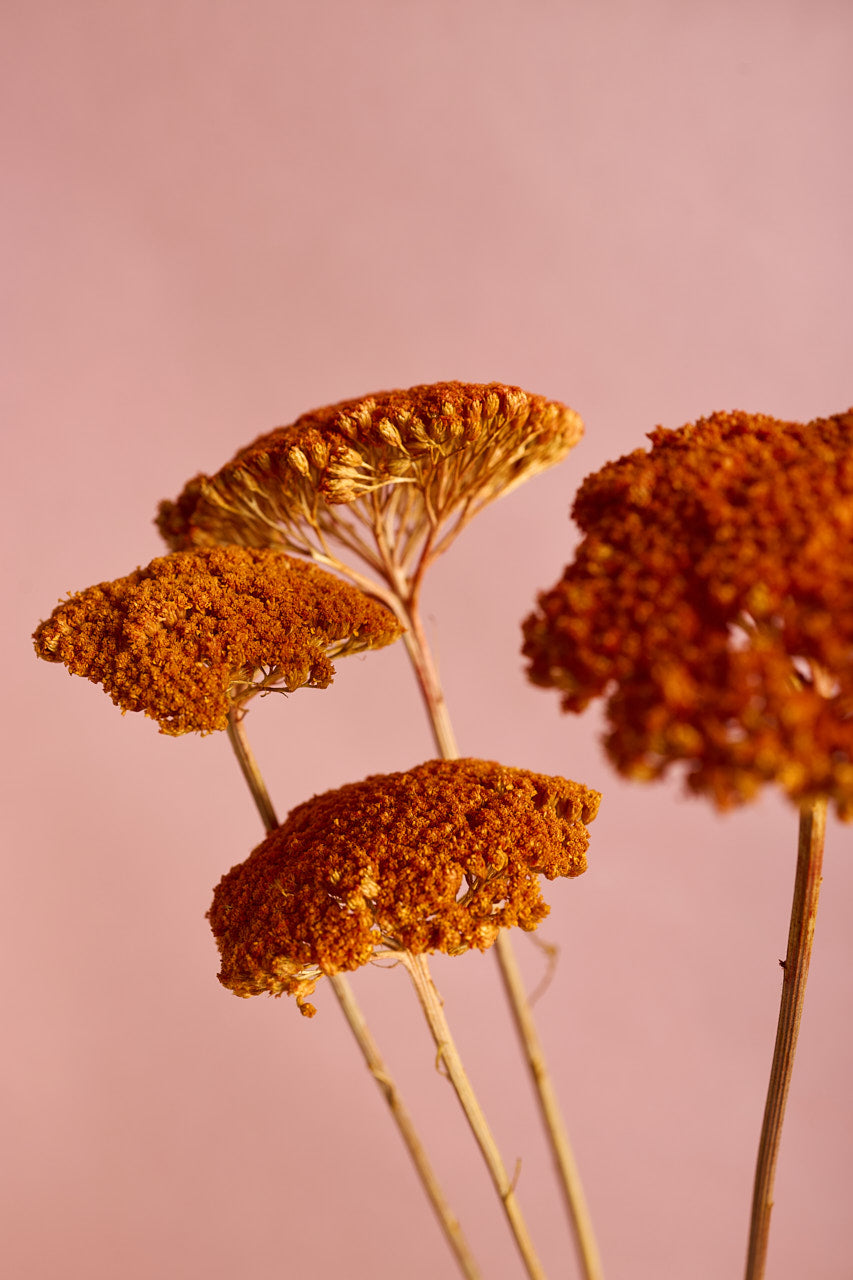 Achillea Parker - Orange
