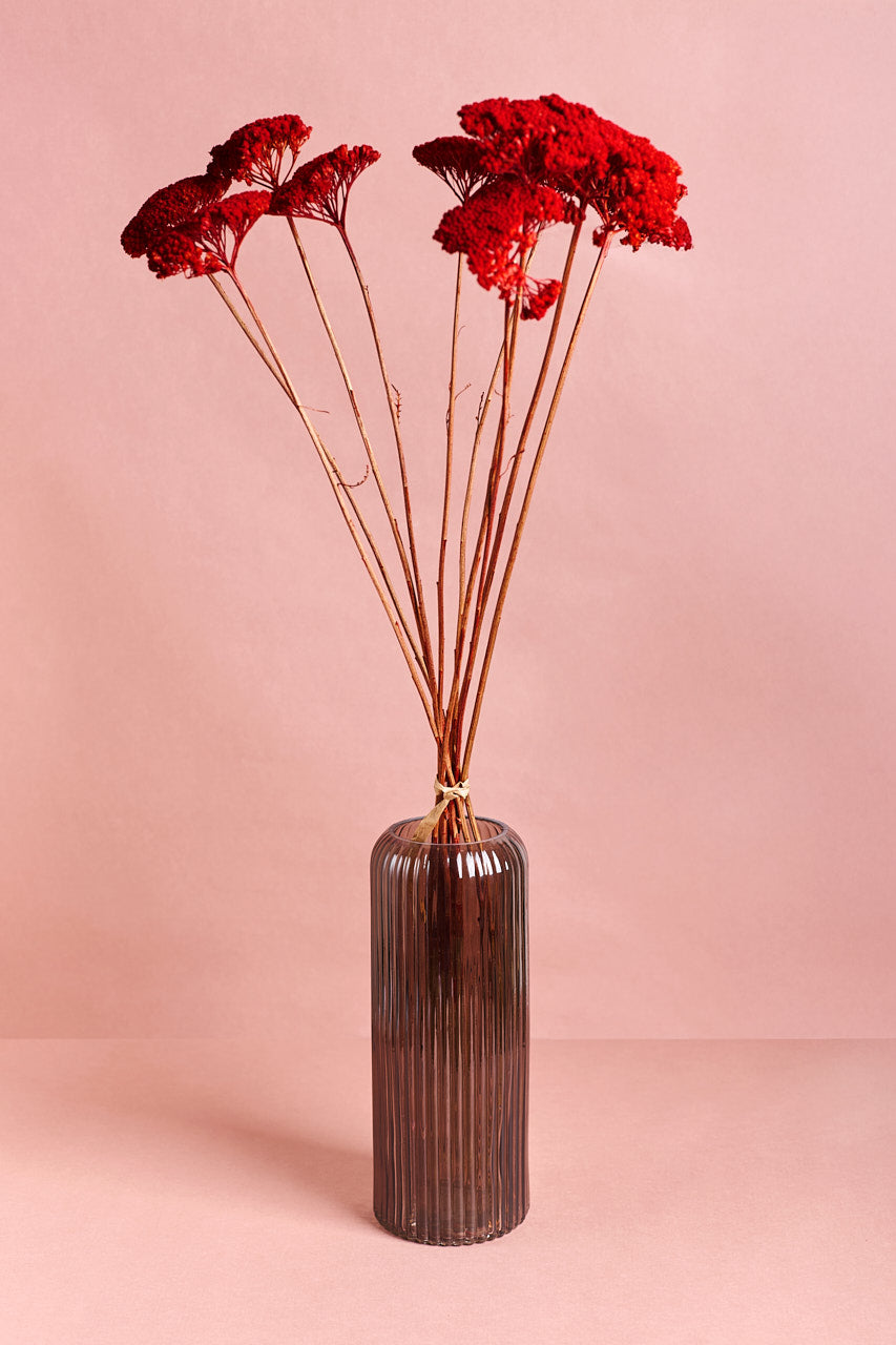 Achillea Parker - Red