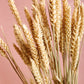 Dried Wheat Bundle