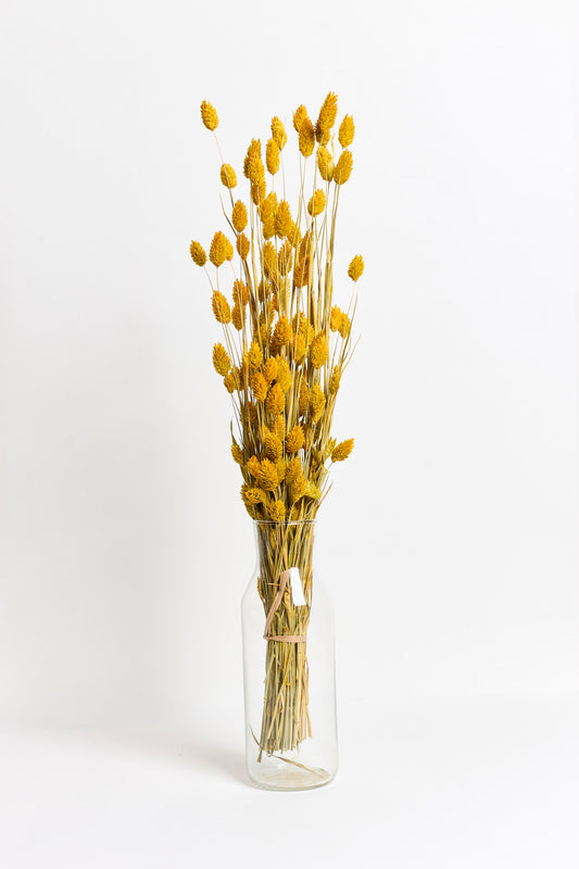 Blaue Phalaris