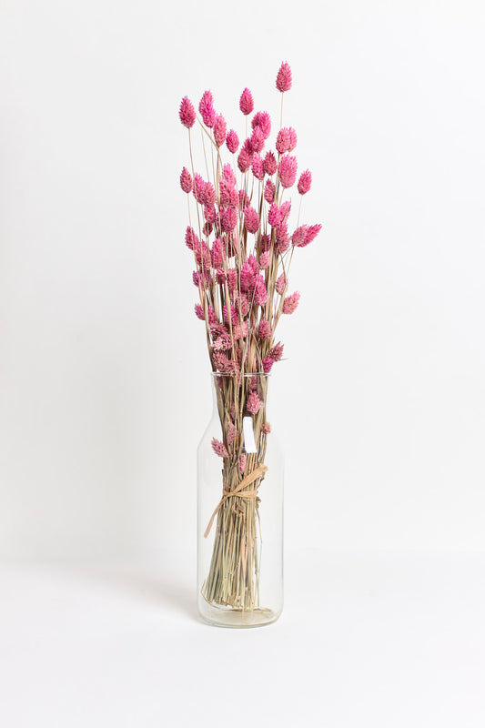 Rosa Phalaris