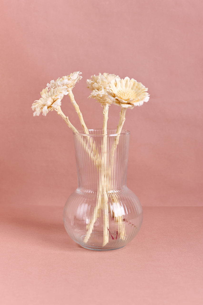 Protea Rosette - White