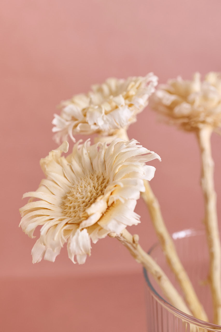Protea Rosette - White