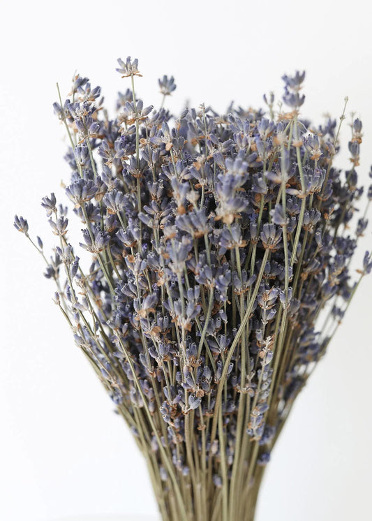 Fragrant Lavender