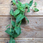 Mint Moroccan Spearmint