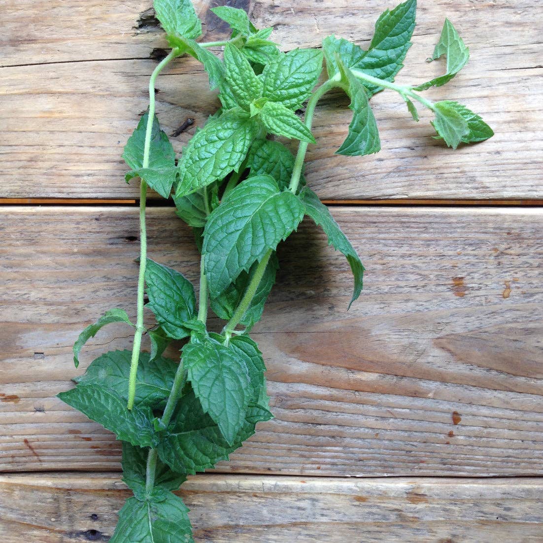 Mint Moroccan Spearmint