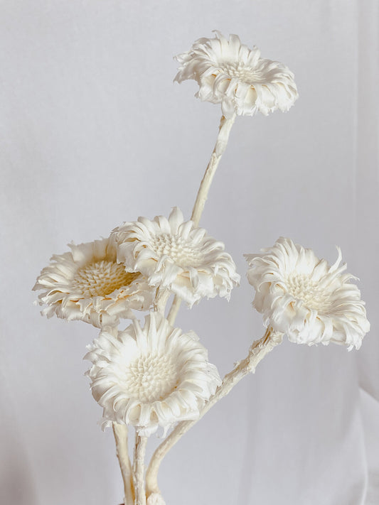Weiße Protea-Rosette