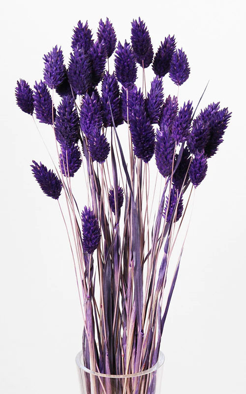 Purple Phalaris