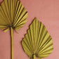 Lanzenpalme