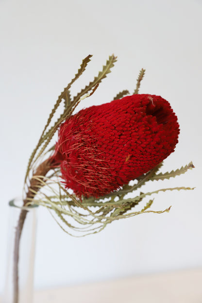 Red Banksia Hookerana