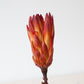 getrocknete Protea