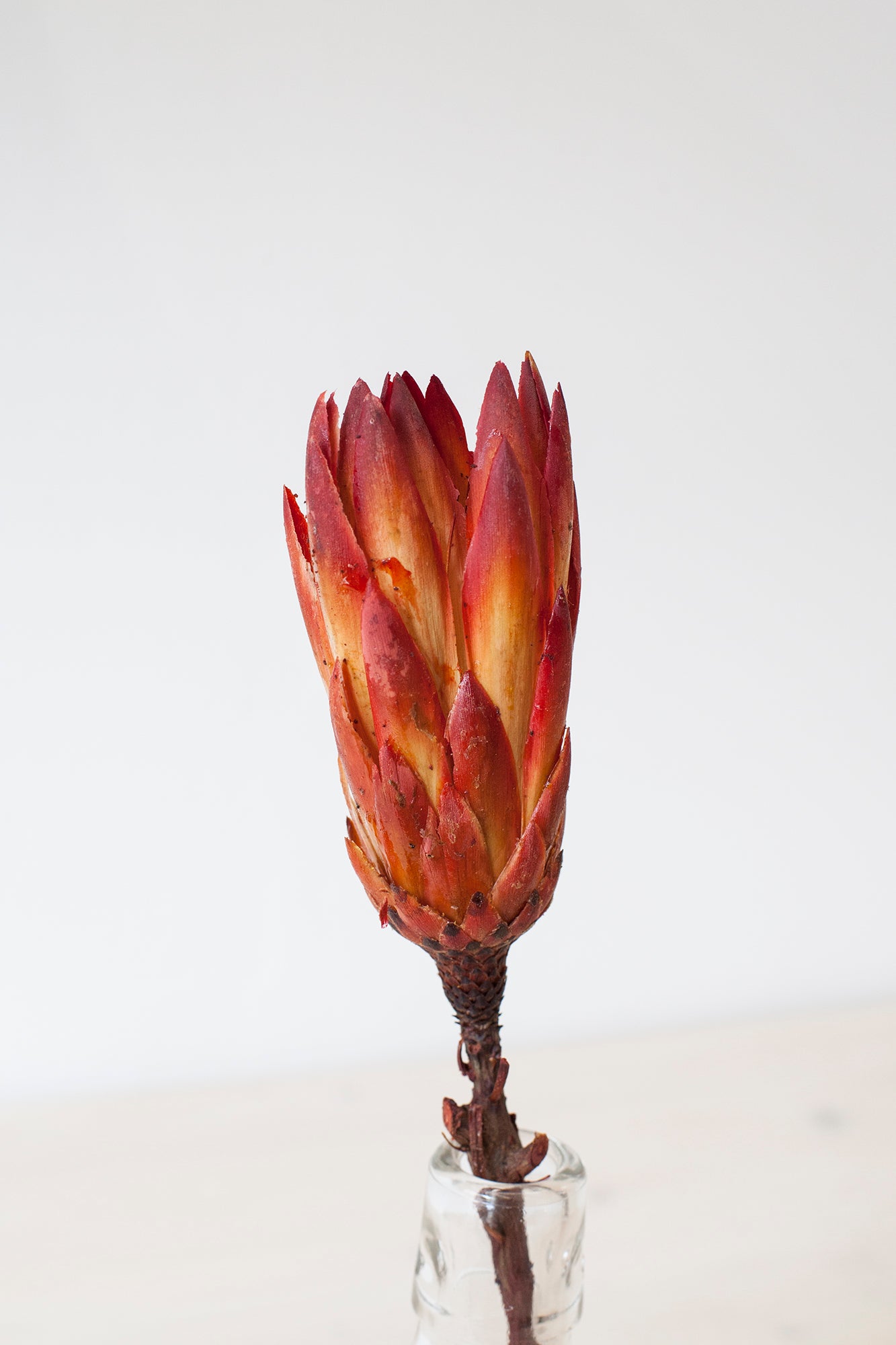 getrocknete Protea