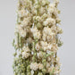 Delphinium