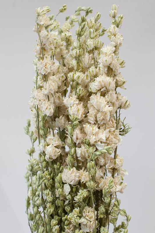 White Delphinium