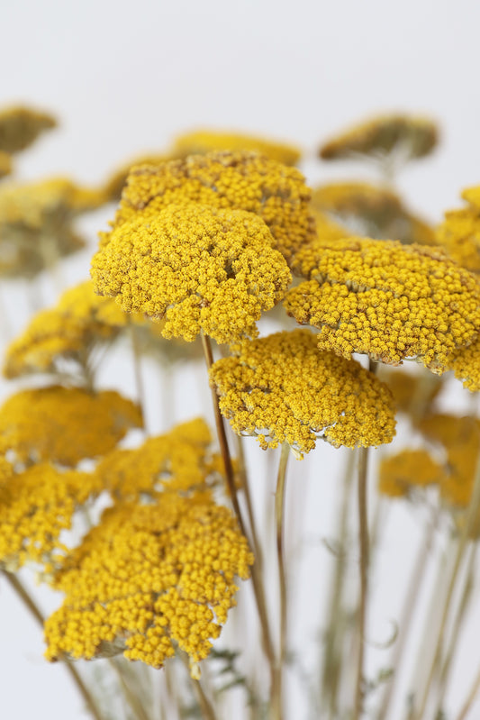 Getrocknete gelbe Achillea Parker