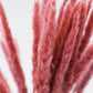 Mini Pampas