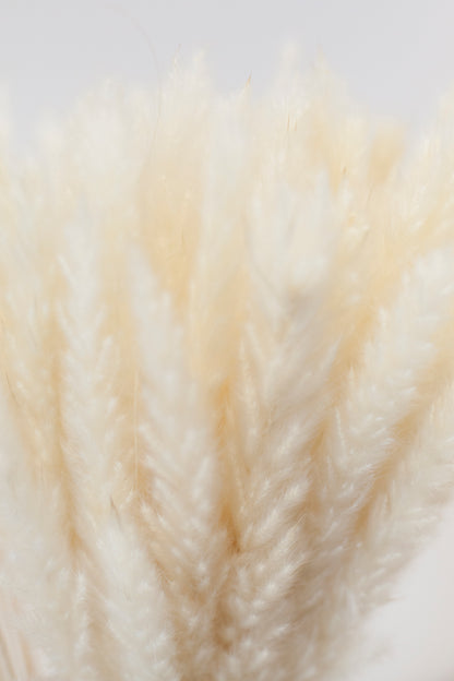 Mini Pampas